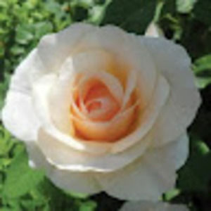 Meet your Posher, Zakia